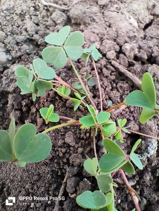 حشيشه الحندقوم بالاخص ليها رش ف القمح منتشرة بكثرة